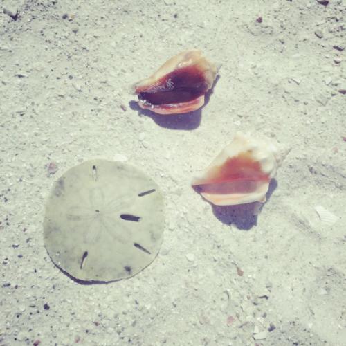 Conchs and sand dollars are common beach finds