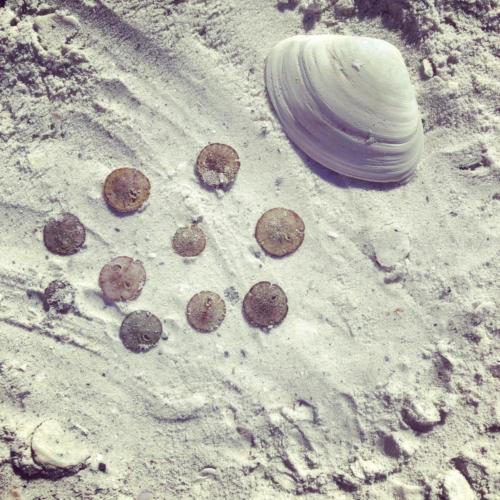 Baby sand dollars can be found by the hundreds 