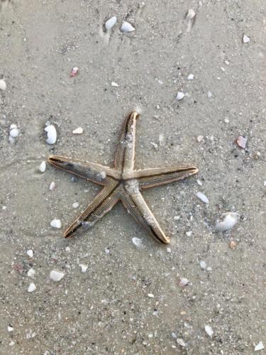 Starfish find